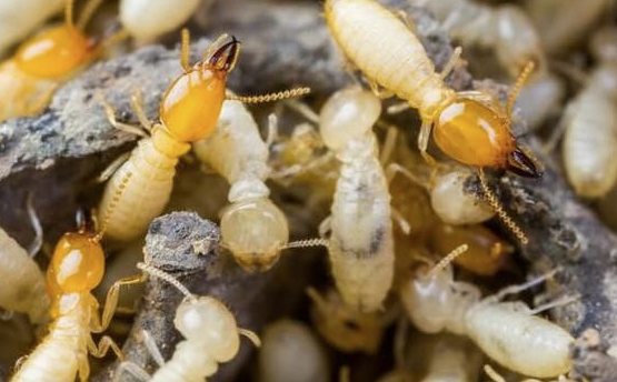 Suntik Rayap: Solusi Efektif Mengatasi Serangan Rayap pada Bangunan